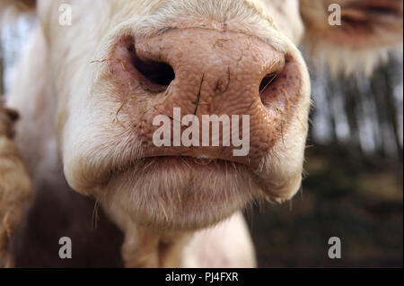 primo piano del naso bagnato della giovenca di charolais Foto Stock