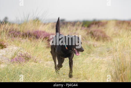 Nero Labrador Cani Foto Stock