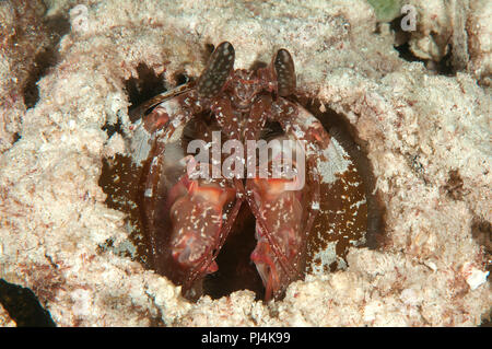 Giant infilzare canocchia ( Lysiosquillina lisa ) appoggiata sul fondo del mare di Raja Ampat, Indonesia Foto Stock