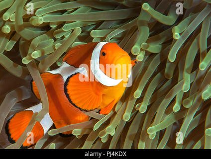 Ocellaris clownfish ( Aphiprion ocellaris ) o false clown anemonefish shelter stesso tra i tentacoli velenosi di una magnifica anemone marittimo ( Het Foto Stock