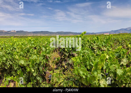 Vigneti nella regione di La Rioja, dove il famoso vino con denominazione di origine deriva da La Rioja in Spagna. Foto Stock