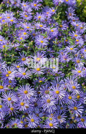 Close up di blu / viola Michaelmas margherite in fiore Foto Stock