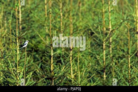 Grande Grigio Shrike (Lanius excubitor) Torta a grièche grise Foto Stock