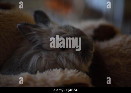 X Lionhead dwarf rabbit snuggling con cane di peluche Foto Stock