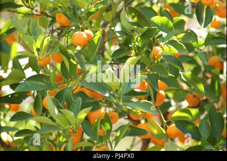 Oranger dans la lumière du soir au Jardins Secrets, arancio nella luce della sera nei giardini segreti, Orangenbaum im Abendlicht in den geheimen Foto Stock