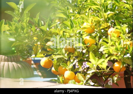 0, ranger dans la lumière du soir au Jardins Secrets, arancio nella luce della sera nei giardini segreti, Orangenbaum im Abendlicht in den geheime Foto Stock