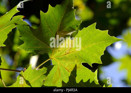 Londra planatree - foglia (Platanus hybrida) Platane -"feuille Foto Stock