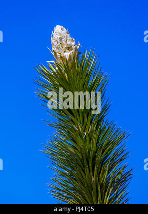 Joshua Tree Blossom. Foto Stock