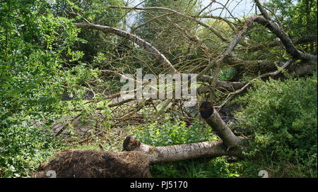 Albero caduto nella riserva naturale, Warwickshire, Regno Unito Foto Stock