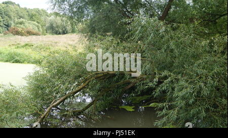 Fiume apprendere, Warwickshire Foto Stock