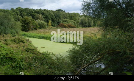 Fiume apprendere in Newbold Comyn country park, Regno Unito Foto Stock