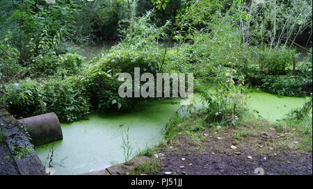 Fiume apprendere in Newbold Comyn country park, Regno Unito Foto Stock