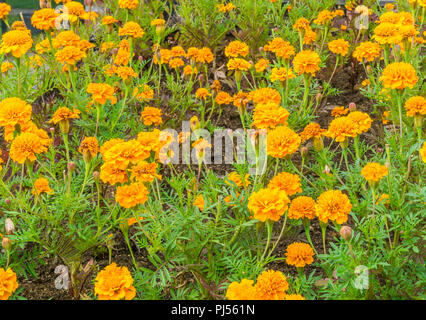 Campo di garofani arancione in stretta fino Foto Stock