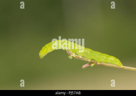 Herald moth caterpillar Foto Stock