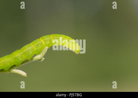 Herald moth caterpillar Foto Stock