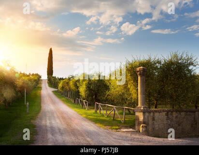 Italia paesaggio di campagna con strade di campagna e di vecchi oliveti orchard ; tramonto sulla Toscana village Foto Stock