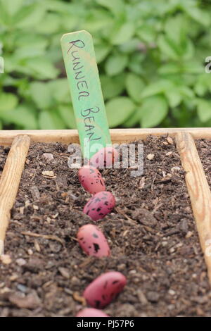 Phaseolus coccineus. La semina di runner bean 'Enorma' semi in un seme in legno vassoio, REGNO UNITO Foto Stock