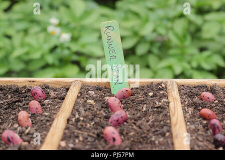 Phaseolus coccineus. La semina di runner bean 'Enorma' semi in un seme in legno vassoio, REGNO UNITO Foto Stock