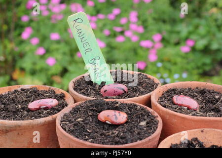 Phaseolus coccineus. La semina di runner bean 'Enorma' semi in vasi di creta, UK. Enorma varietà. Foto Stock