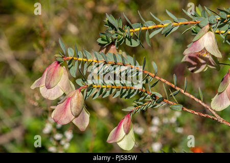 Physodes Pimelea, Qualup Bell Foto Stock