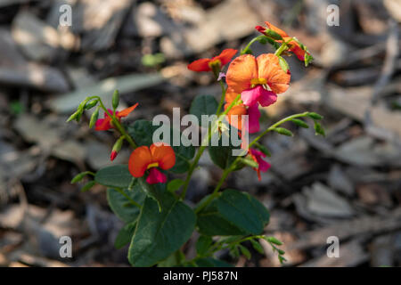 Cordatum Chorizema, cuore di foglie di pisello di fiamma Foto Stock