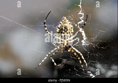 Un terribile ragno velenoso Argiope lobata una donna seduta accanto alle filettature dei loro web prima di accoppiare Foto Stock