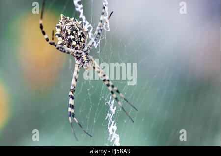 Un terribile ragno velenoso Argiope lobata una donna seduta accanto alle filettature dei loro web prima di accoppiare Foto Stock