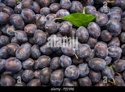 Raccolti freschi o Damsons Damson prugne (Prunus domestica) essendo rimasto a secco Foto Stock