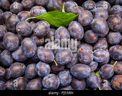 Raccolti freschi o Damsons Damson prugne (Prunus domestica) essendo rimasto a secco Foto Stock