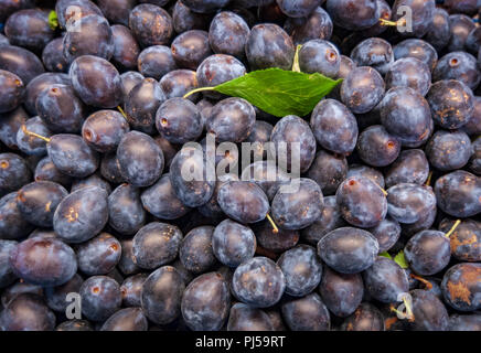 Raccolti freschi o Damsons Damson prugne (Prunus domestica) essendo rimasto a secco Foto Stock