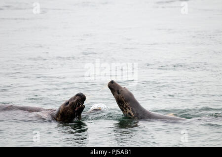 Guarnizione grigio (Halichoerus grypus) - maschi combattimenti - Paesi Bassi // Phoque gris Foto Stock