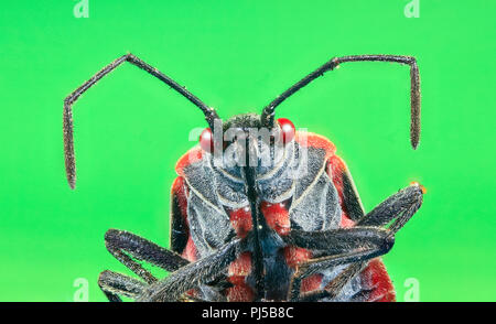 Un bug boxelder (Boisea trivittata), comunemente noto come un stinkbug. Foto Stock