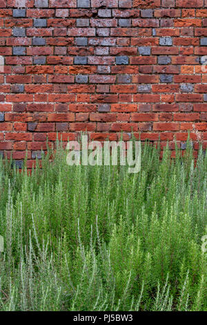 Sana piante di lavanda in parte anteriore del vecchio muro in mattoni a Fattoria di Lavanda chiamato Downderry vivaio in West Peckham, vicino a Tonbridge in Kent Foto Stock