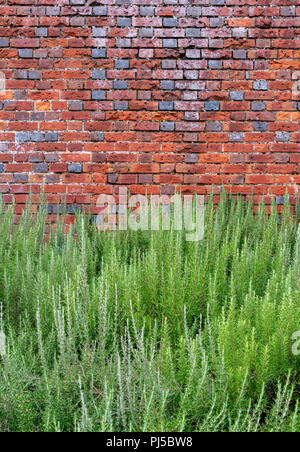 Sana piante di lavanda in parte anteriore del vecchio muro in mattoni a Fattoria di Lavanda chiamato Downderry vivaio in West Peckham, vicino a Tonbridge in Kent Foto Stock