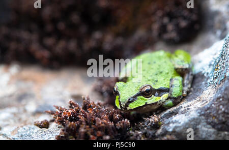 Un coro pacifico rana, chiamato anche treefrog pacifico (Pseudacris regilla), siede tra roccia e vegetazione streamside nella Columbia Hills S STORICO Foto Stock