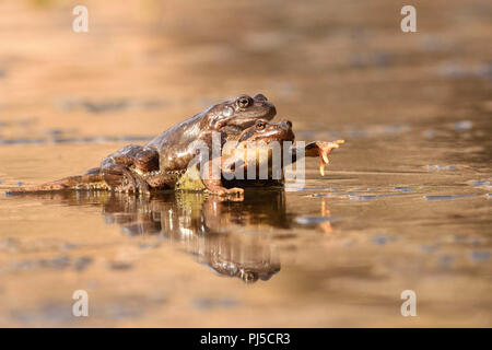 Rane di accoppiamento (Rana temporaria) su ghiaccio a sunrise Foto Stock