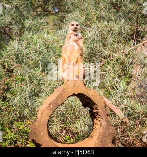 Due meerkats o suricate (Suricata suricatta), stand sentry e vigilare contro folle sfondo vegetale Foto Stock