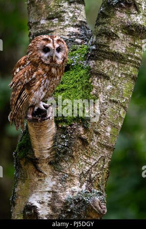 Gufo Tawny Foto Stock