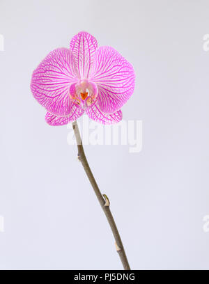 Unico Phalaenopsis Orchid flower contro uno sfondo bianco Foto Stock