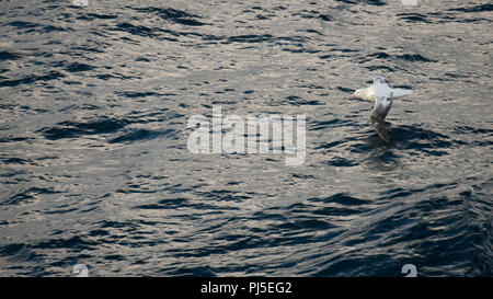 Un maschio adulto Albatro errante (Diomedia exulans) volare sopra il mare del Sud Atlantico, nel sub-antartiche Foto Stock