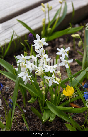 "Wit' legno squill, Rysk blåsjärna (Scilla siberica Alba) Foto Stock