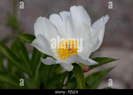 'Ali bianche' giardino comune peonia, Luktpion (Paeonia lactiflora) Foto Stock