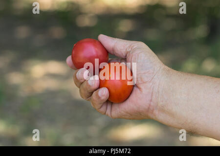 Mano d'uomo prendendo due pomodori organico contro verde sfondo naturale Foto Stock