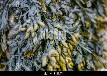 Fucus o vescica Wrack (fucus vesciculosis) è la più comune delle alghe o alghe sulle rive del Regno Unito Foto Stock