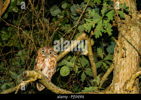 I capretti Eastern Civetta (Megascops asio) Foto Stock