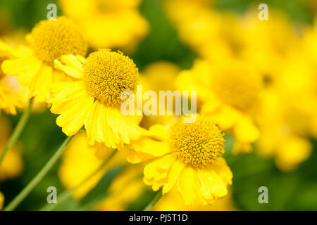 Close-up di helenium pumilum magnificum, sneezeweed magnificum fiori gialli Foto Stock