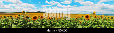 Bella vista panoramica di un prato pieno di girasoli Foto Stock