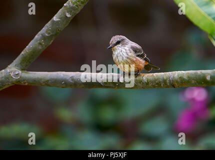 Femmina Flycatcher Vermiglio (Pyrocephalus rubinus), San Juan Cosala, Jalisco, Messico Foto Stock