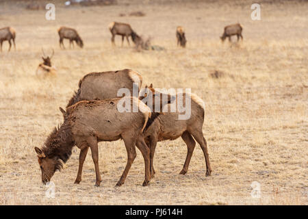 North American alci pascolare in un prato nel tardo inverno in Beaver Meadows nel Parco Nazionale delle Montagne Rocciose in Colorado Foto Stock