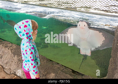 Bambina guardando un Bat Ray nel vivere il Coast Discovery Center di San Diego Foto Stock